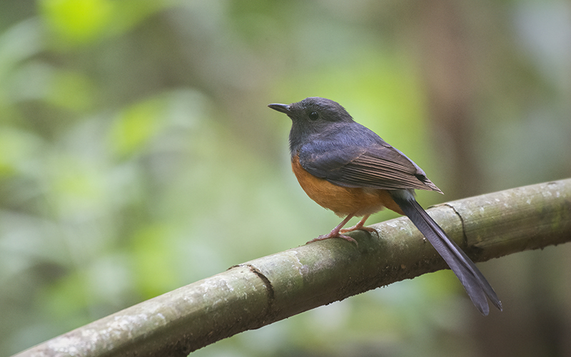 White-rumped Shama (Kittacincla malabarica) at Cat Tien Bird Hides - Southern Vietnam. Photo by: Phuc Le - Vietnam Bird Photography Tours - Vietbirdphototours.com